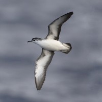 Barolo Shearwater